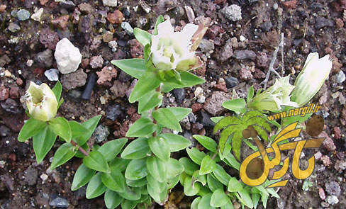 Gentiana gelida
